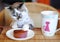 White blue-eyed cat in the clothes eating cake and drinking coffee. He sits at the table and eat breakfast like a man