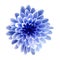 White-blue flower chrysanthemum, garden flower, white isolated background with clipping path. Closeup. no shadows.