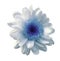 White-blue flower chrysanthemum. Garden flower. White isolated background with clipping path. Closeup. no shadows.