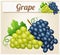 White and blue grape bunches. Cartoon icon