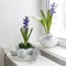 White and blue hyacinth in a large porcelain bowl,