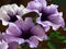 White and blue petunia flowers. Petunia Ã— atkinsiana, Petunia `Surfinia`, grandiflora Petunia floral background.