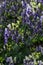 white blue purple monkshood, aconite flowers, wolfsbane on a green bush, perennial herb