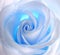 White - blue rose