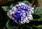 White-blue saintpaulia flowers