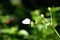 The white blue small butterfly hold on white flower with plant