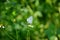 The white blue small butterfly hold on white flower with plant