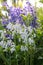 White and Blue Spanish Bluebells