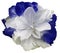 White-blue tulip flower on white isolated background with clipping path. no shadows. Closeup.