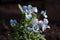 White and blue viola flowers