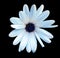 White-blue watercolor daisy. Flower on the black isolated background with clipping path.  For design.  Closeup.