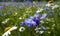 White and blue wildflowers in a meadow