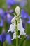 White bluebell hyacinthoides non-scripta