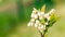 White blueberry buds on a bush. Blueberry bud twig. White flowers. Macro perspective. Bush growing in a garden. Nature during