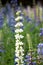 White Bluebonnet flower (Lupinus texensis) in garden