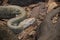 A white boa constrictor on a mantle of dry leaves