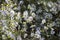 white Boltonia flowers