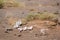 White bones in Gobi desert