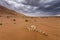 White bones on the sands of the Gobi desert.