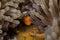 White Bonnet Anemonefish and Eggs