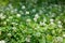 White booming clover in green grass.