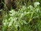 White Borage, Borago officinalis . Spontaneous plant.