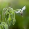 White Borage, Borago officinalis . Spontaneous plant, flower detail.