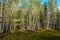 White-bore birch and slender pines on the edge of a swampy meadow