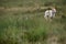 White Borzoi dog running in the rural area