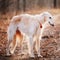 White Borzoi, Hunting Dog In Spring Autumn Forest