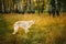 White Borzoi, Hunting dog in Spring Summer Forest. These dogs sp