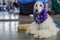 White Borzoi laying on the stone floor indoors, Purple scarf around neck, groomed and ready, waiting at the dog