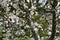 White bosom flowers on apple tree