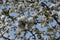 White bosom flowers on apple tree