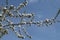 White bosom flowers on apple tree