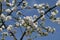 White bosom flowers on apple tree