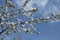 White bosom flowers on apple tree