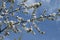 White bosom flowers on apple tree