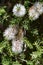 White bottle brush flower, callistemon salignus, in bloom with honey bee, flowering along the Great Ocean Road, Australia