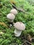 White bottle dusting mushrooms on forest floor