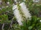 White bottlebrush flower