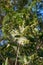 White Bottlebrush Melaleuca salicina flowering.