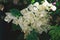 White bougainvillaea flowers in the garden