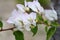 White bougainvillea Alexandra