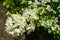 White bougainvillea flowers