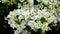 White bougainvillea flowers with green leaves