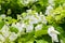 White Bougainvillea thorny ornamental vines