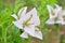 White bougenville flower & x28;paper flower& x29;