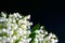 White bouquet small flowers of May lily of the valley on a black background. Poisonous fragrant plant Convallaria majalis.