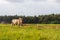 White bovine ox grazing in an agricultural field in Goa, India